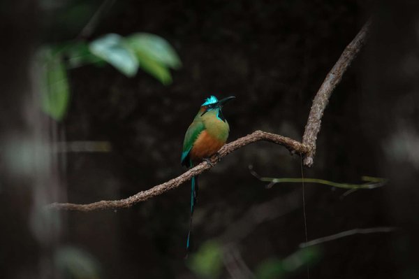 Quels sont les avantages de procéder à l'élagage de vos arbres ?